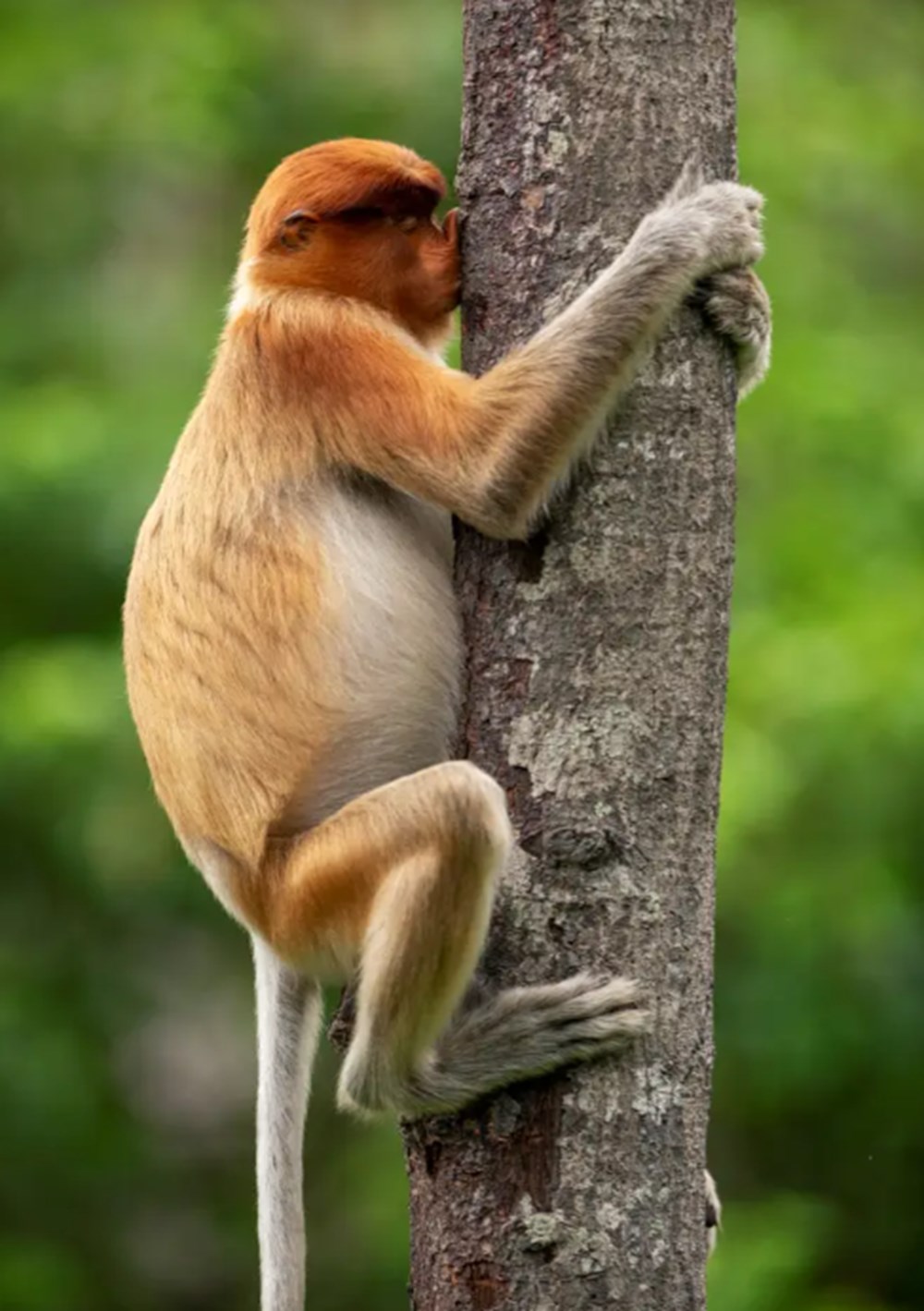 2021 Komik Vah�i Ya�am Foto�raflar� yar��mas�