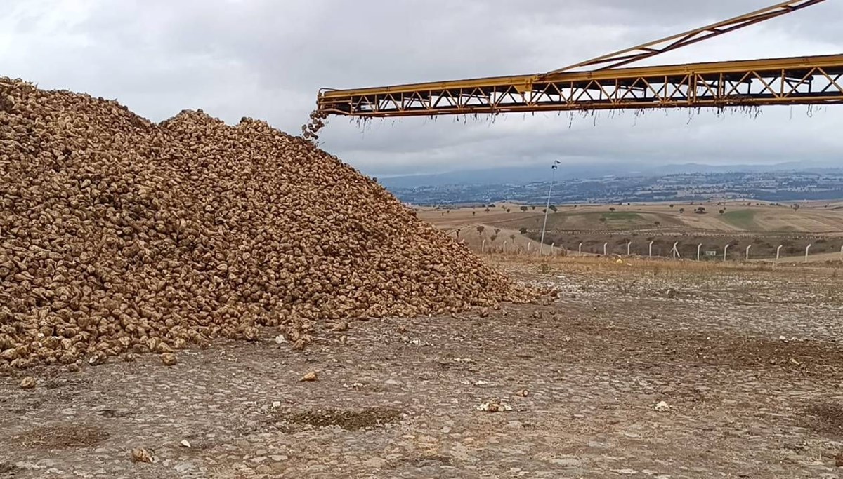 Şeker pancarı hasadı başladı
