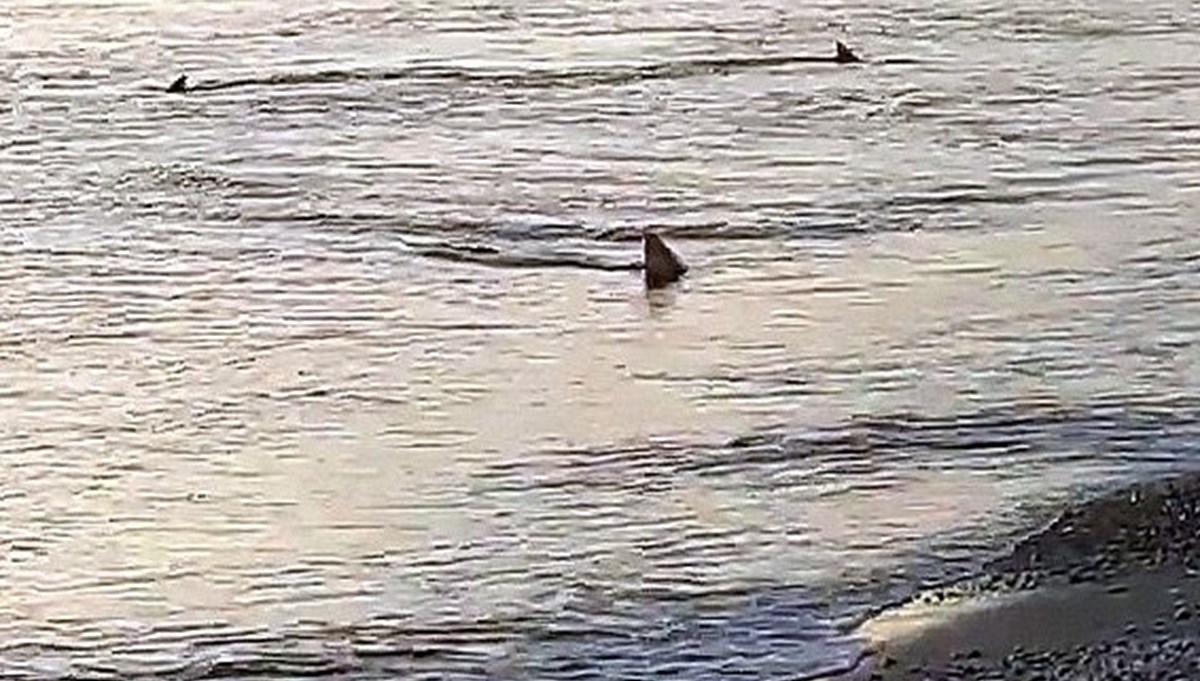 Muğla'da kıyıya 3 metre mesafede köpek balıkları görüntülendi