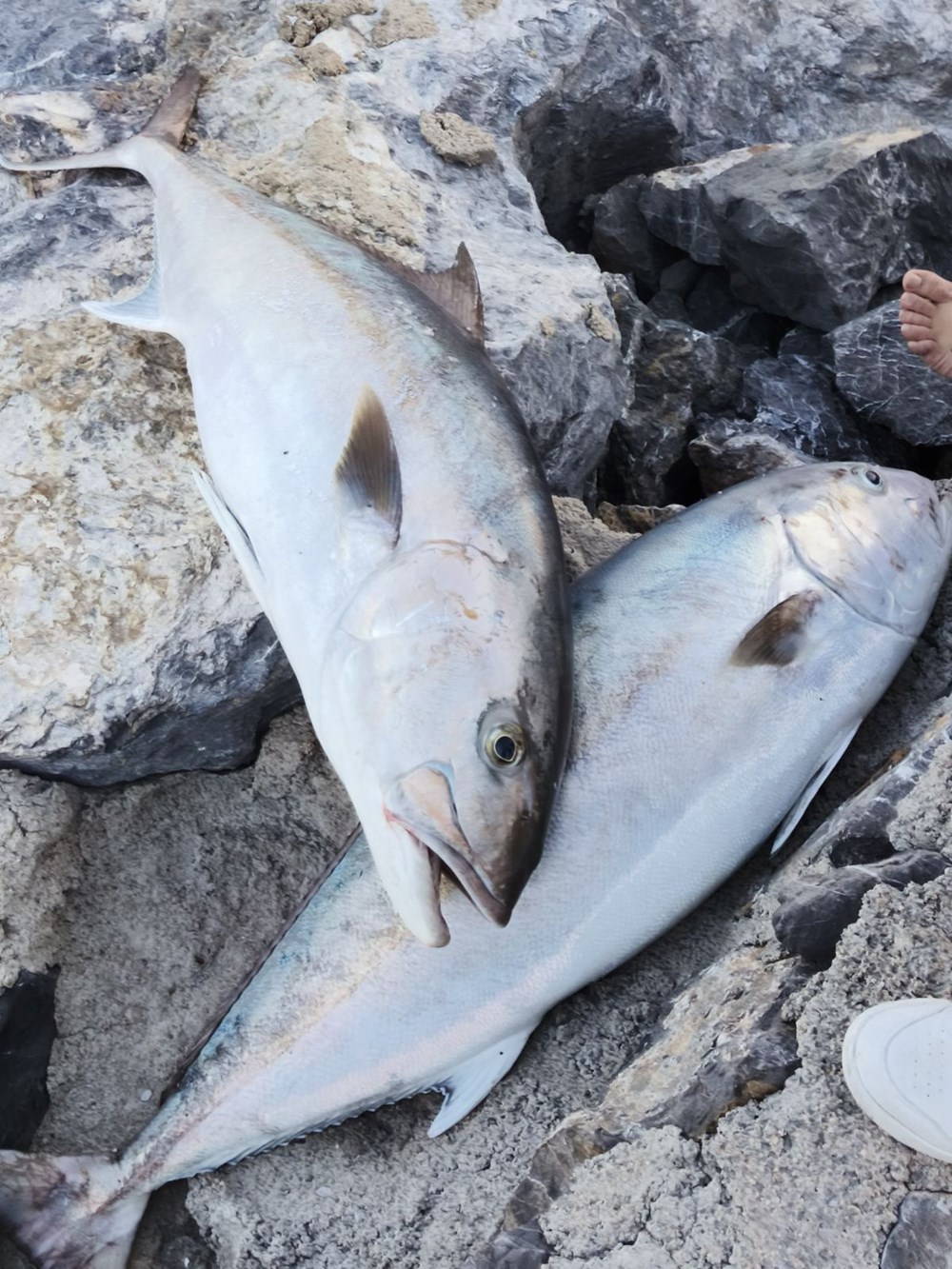 QsuvhafdMkSF301Pr4NvJg