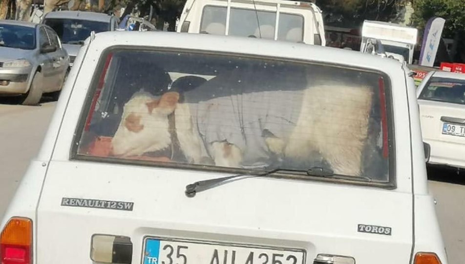Manisa'da hastalanan buzağıyı aracıyla veterinere götürdü