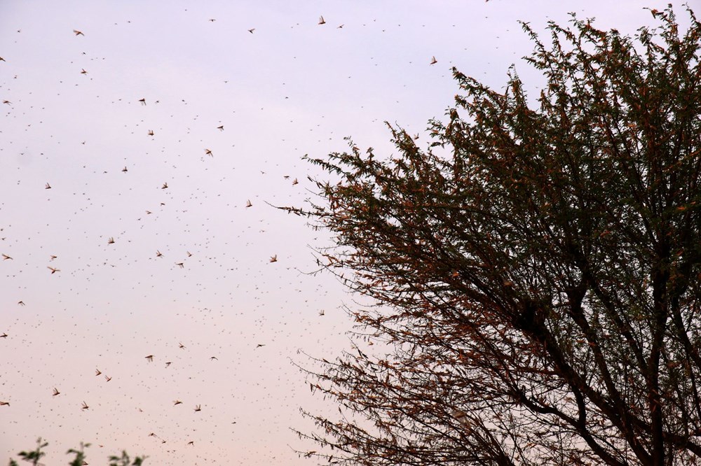 İstilacı çekirgeler ilerlemeye devam ediyor - 3