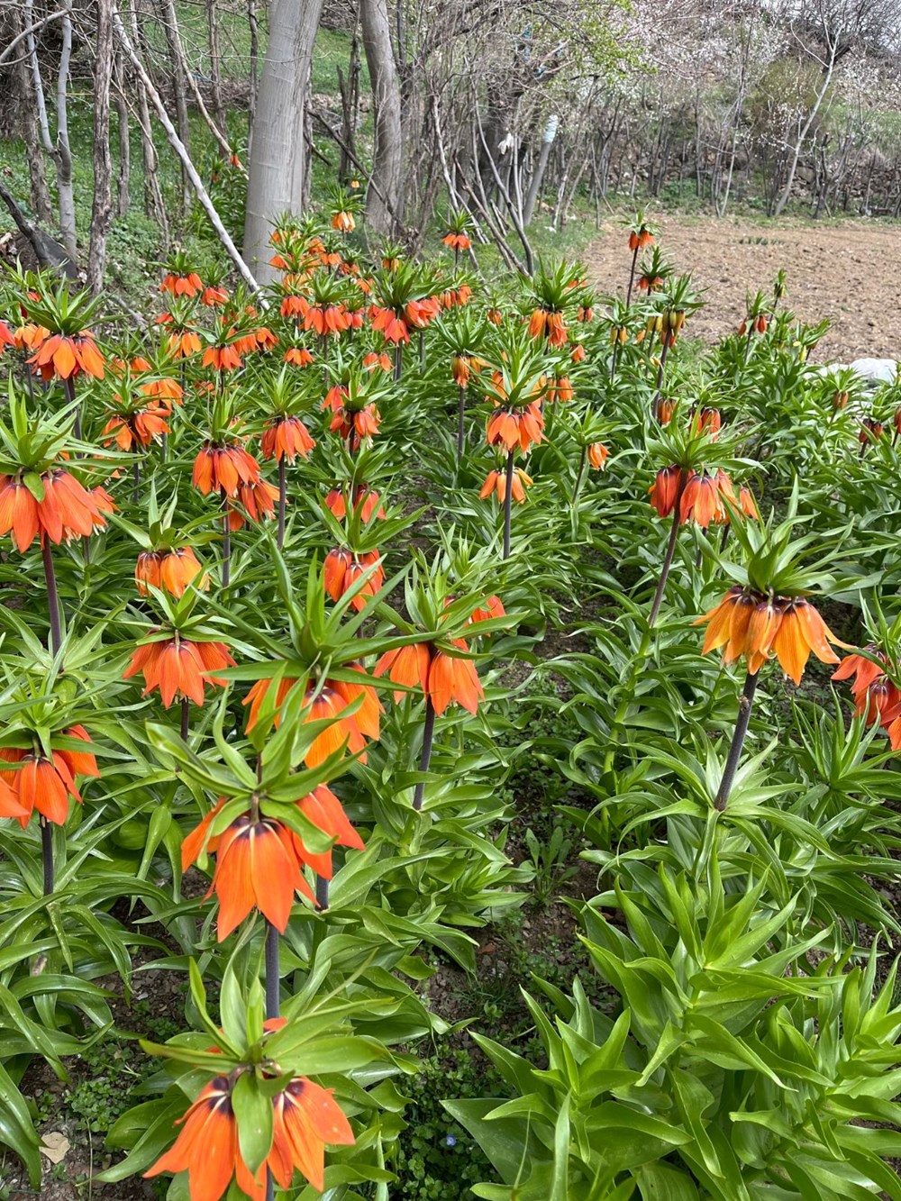 Ağlayan Gelin'in Gözyaşları: Koparana Servet Değerinde Ceza! 76 Quof9ma l0iPBZAvJhTOKQ