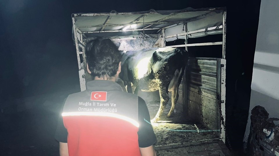 Muğla'daki yangınlar üreticiyi de vurdu - 2
