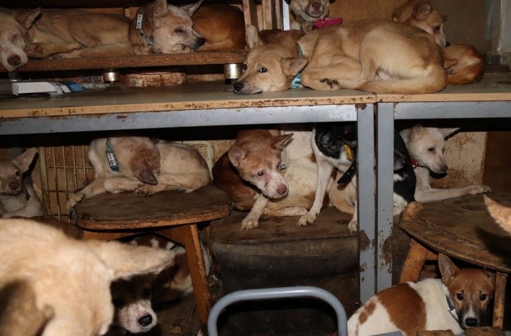 30 metrekarelik evde 164 köpek ile yaşıyorlar - 1