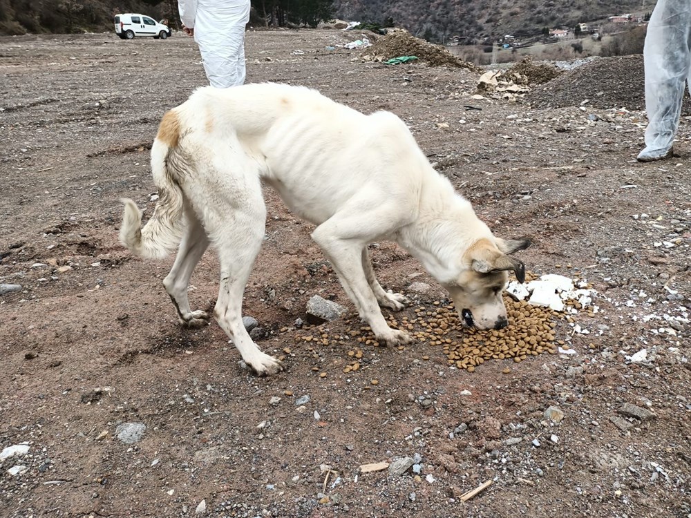 70 sokak köpeği dağlık alanda ölüme terk edildi - 2