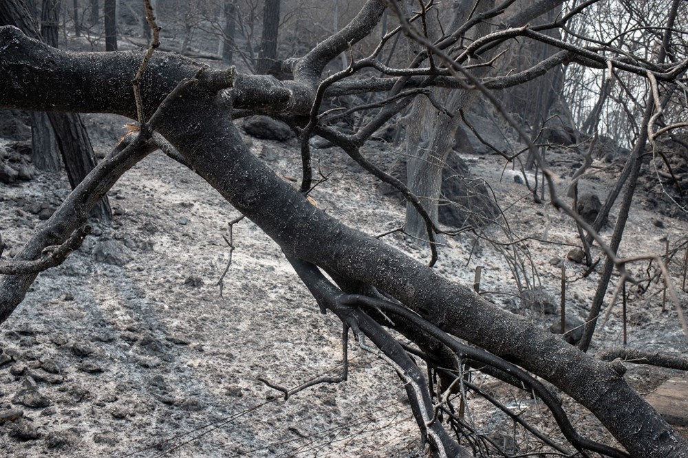 California'da 8 bin kilometrekare alan yandı, rekor kırıldı - 15