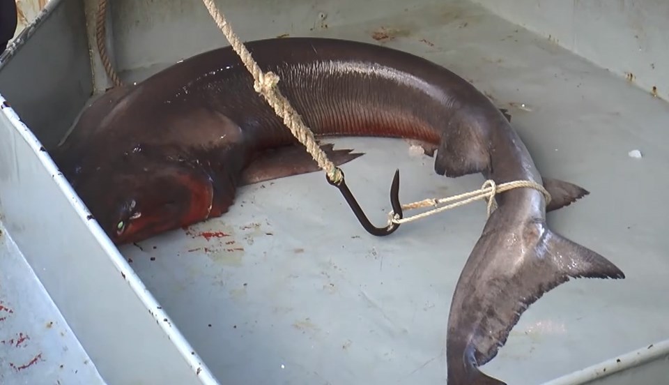 Marmara Denizi'nde 500 kiloluk köpek balığı yakalandı - 1