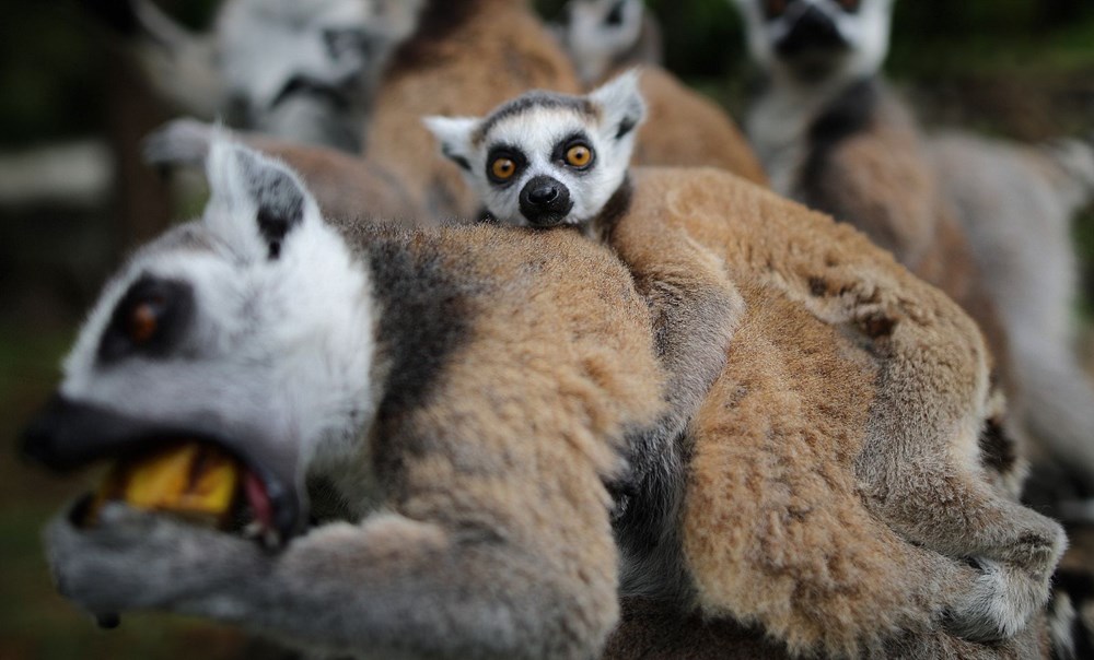 Bursa'daki lemur ailesi büyüyor - 16