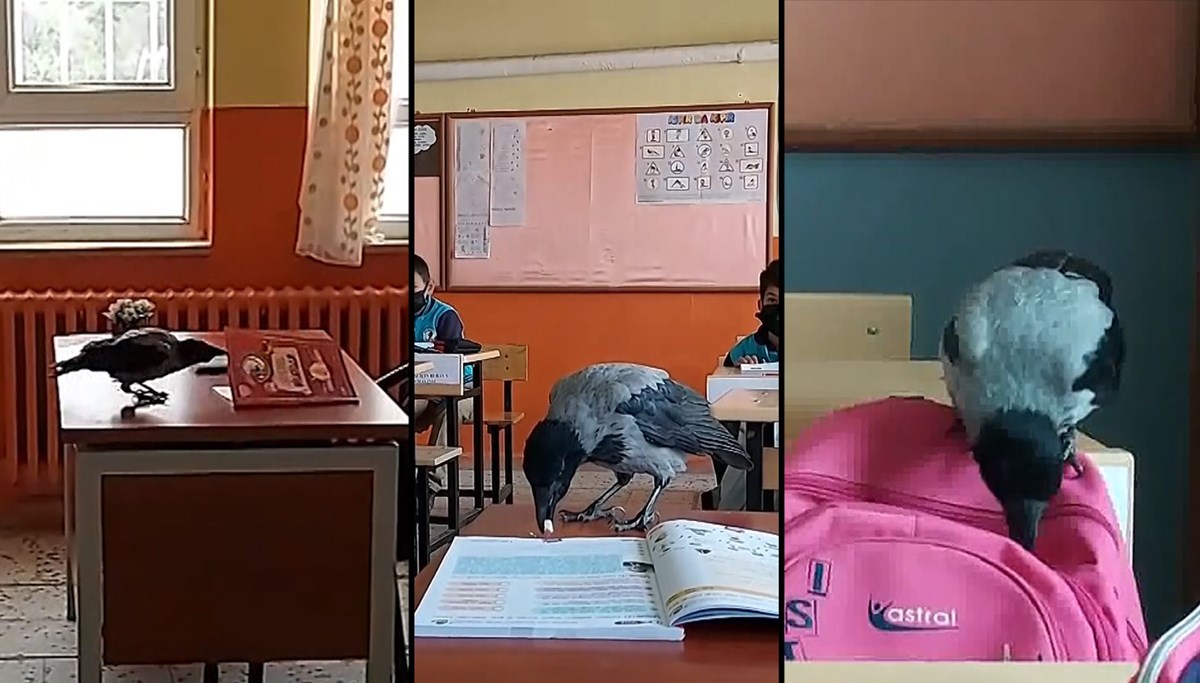 Karga 'iyilik meleğinin' peşinden ayrılmıyor