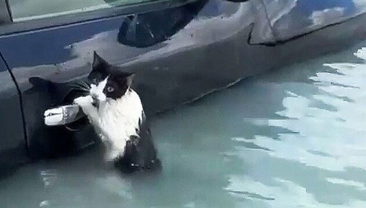 Dubai'de sel: Bir kedi otomobilin kapısına tutunarak kurtarılmayı bekledi