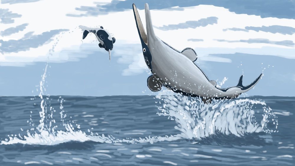 Yunusları ve balinaları tek lokmada yuttu: Devasa bir deniz canlısı türü keşfedildi - 3