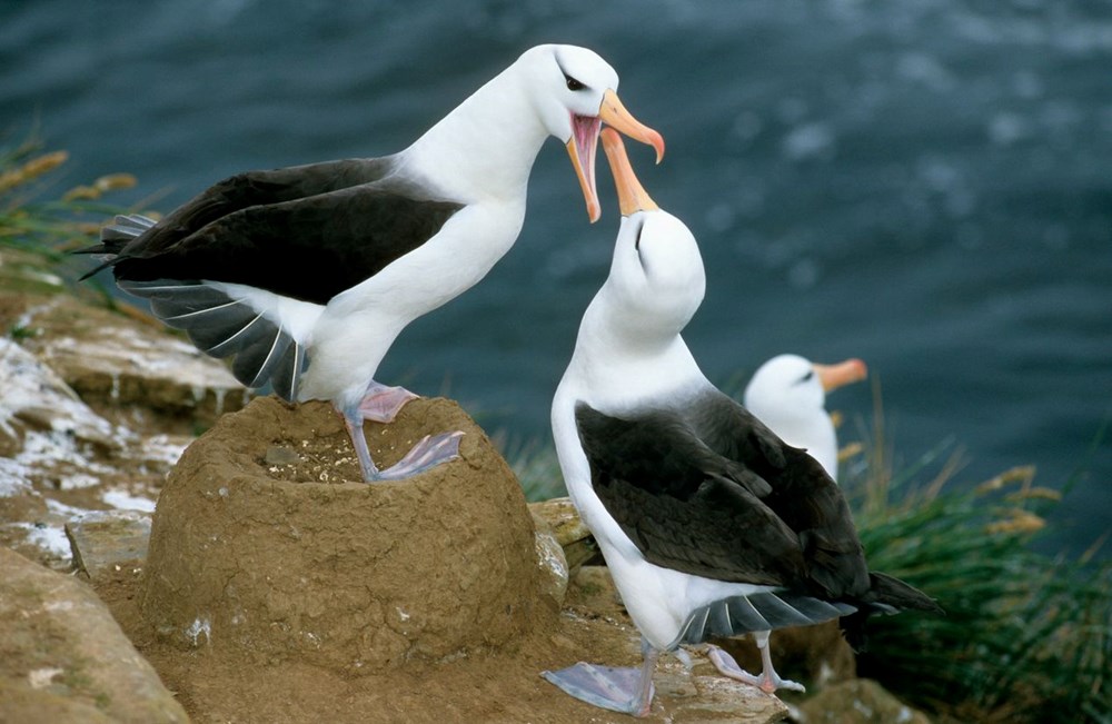 Küresel ısınma dünyanın en sadık canlılarını değiştirdi: Albatroslar arasındaki 'boşanma'lar arttı - 10