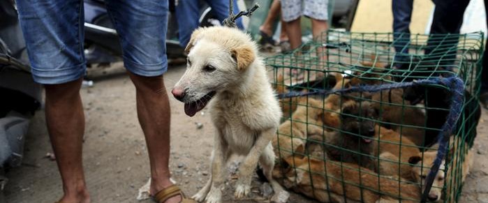 Cin Deki Festivalde Kopek Eti Satisi Yasaklandi Son Dakika Dunya Haberleri Ntv Haber