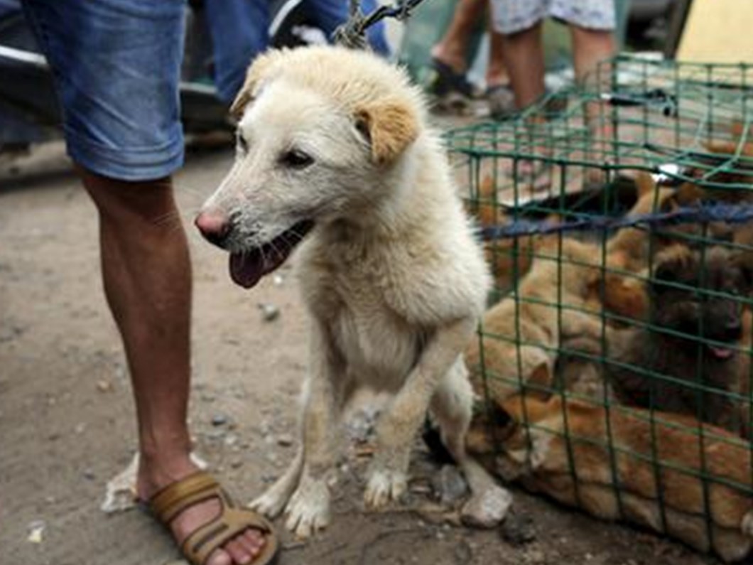 Cin Deki Festivalde Kopek Eti Satisi Yasaklandi Son Dakika Dunya Haberleri Ntv Haber Cin Deki Festivalde Kopek Eti Satisi Yasaklandi Son Dakika Dunya Haberleri Ntv Haber