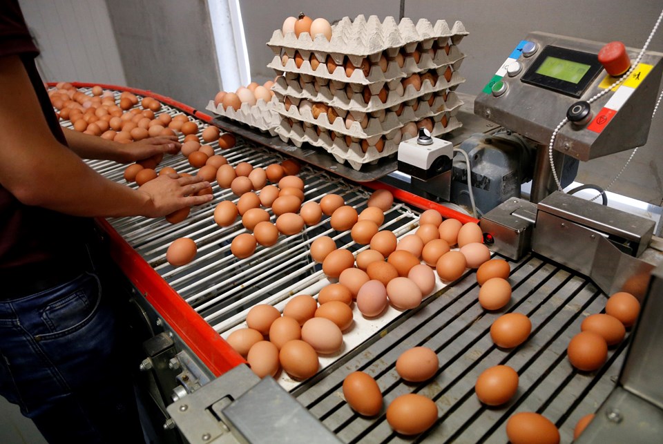 Böcek ilaçlı yumurta skandalı bir ülkeye daha sıçradı - 1