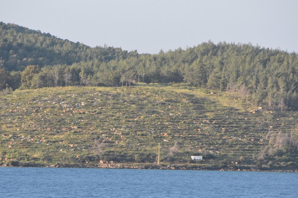 Bodrum'da yanan orman alanları yeşermeye başladı - 11