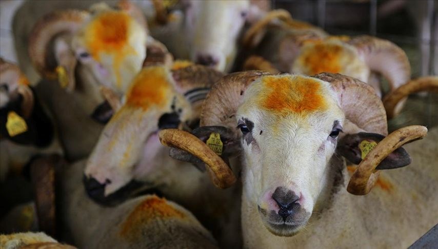 Kurban kaçıncı gün kesilir? Kurban kesim vakti ne zaman başlar ve biter?