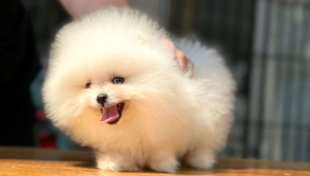 En Popüler ve En Güzel Süs Köpeği Pomeranian Boo Hakkında Bilinmesi Gerekenler