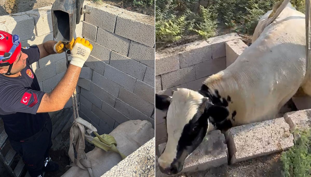 Boğa kuyuya düştü