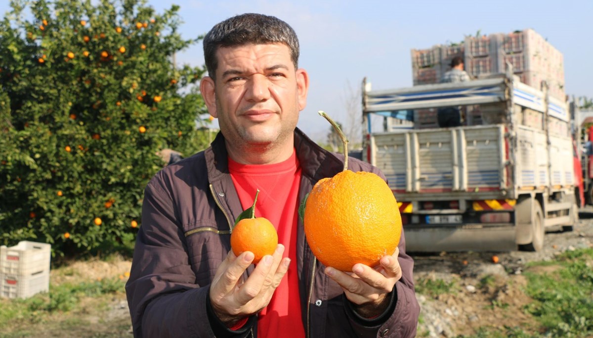 Adana'da 1 kg 260 gramlık portakal görenleri şaşırttı