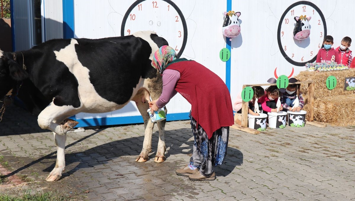 Öğrencilerine ‘İ’ harfini öğretmek için okula inek getirdi