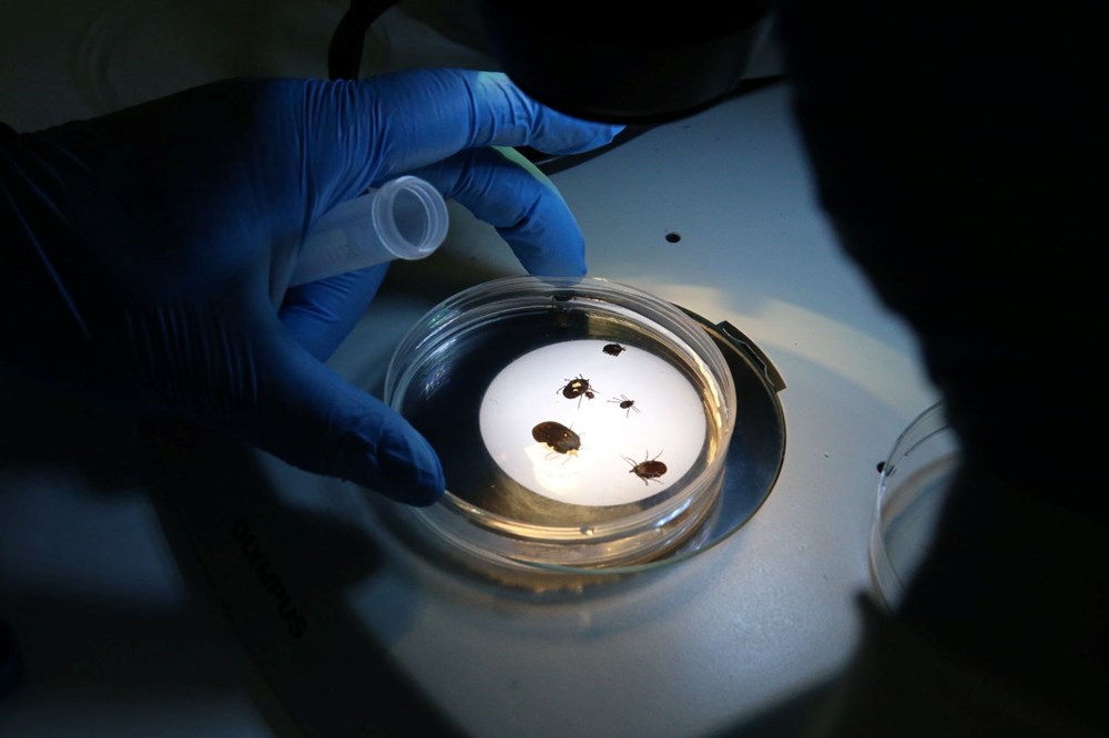 Türkiye'de yeni kene türü! Japon uzman uyardı: 30'dan fazla hastalık taşıyor - 3