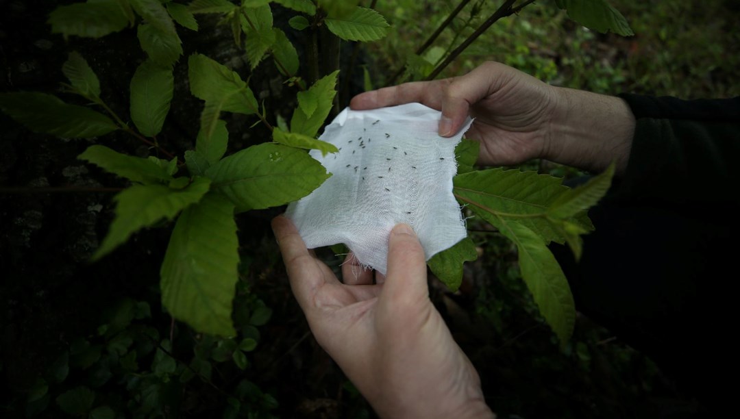 Kestane ormanlarında gal arısı ile mücadele Binlerce böcek salındı