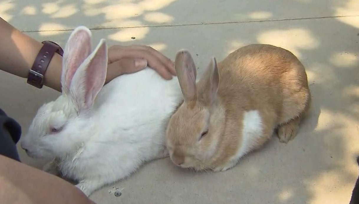 Tavşanlar ölen kardeşinin emaneti