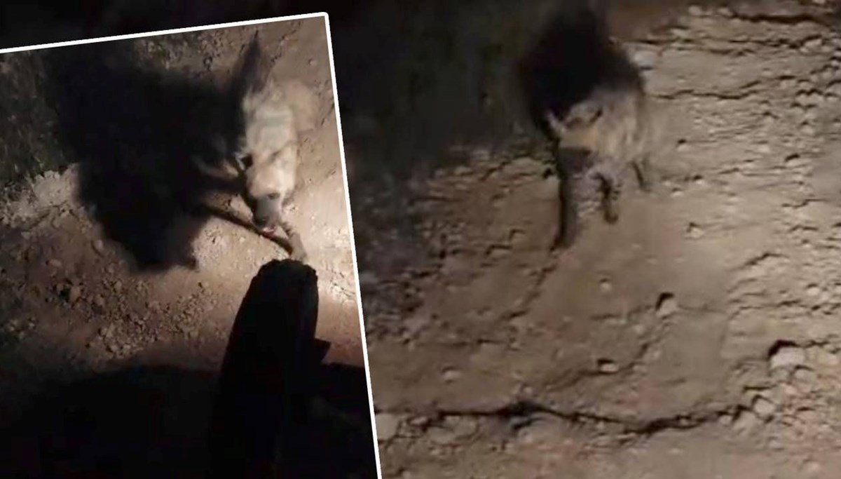 Çizgili sırtlan saldırdı