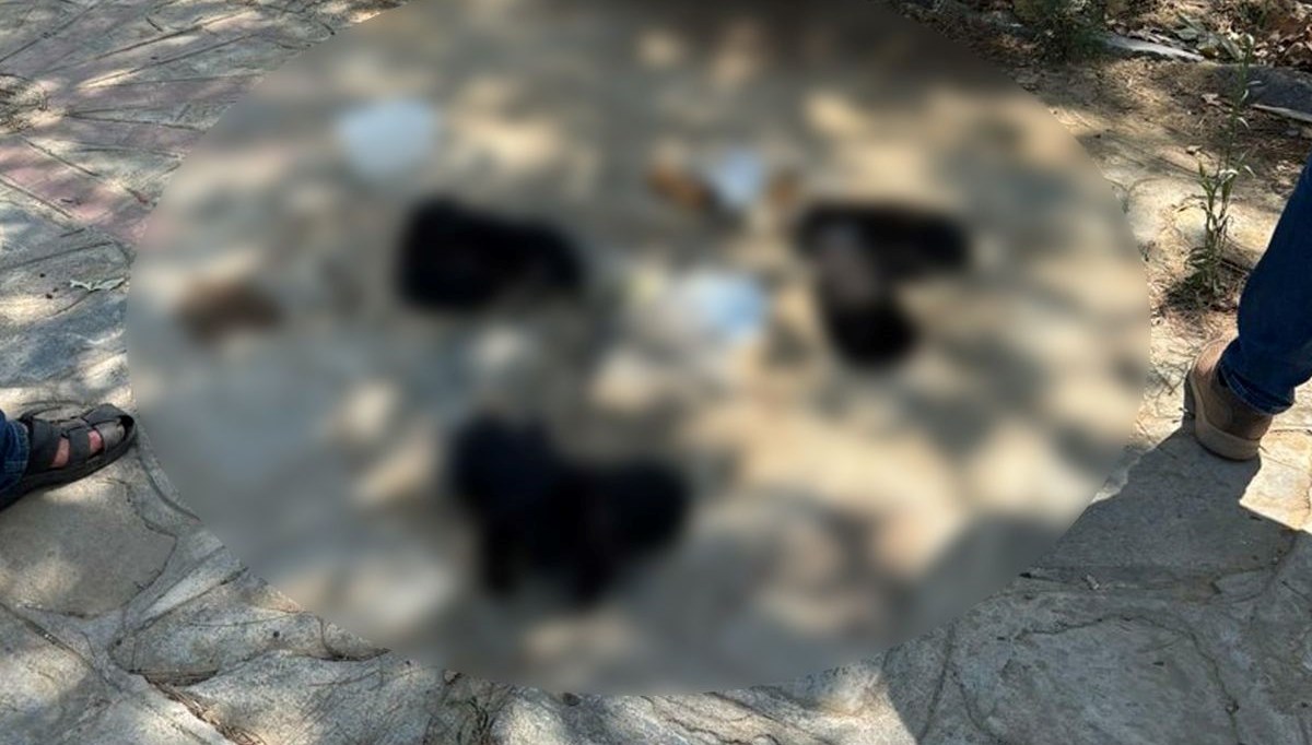 10 köpek ile 5 kedi öldürüldü