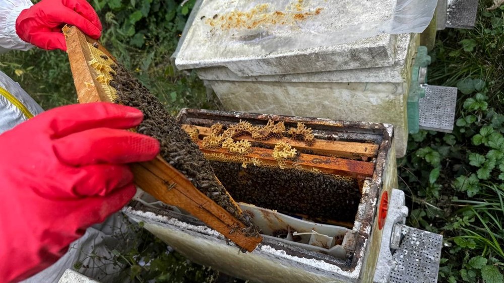 Dedesinin nasihatiyle başladı, geçim kaynağı oldu: 1 ton üretmeyi hedefliyor - 3