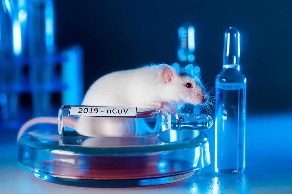 Araştırma: Covid-19 hamsterlardan insanlara bulaşabiliyor - 1