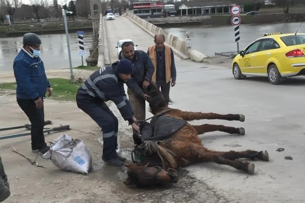 Edirne'de tepki çeken görüntü: Aşırı yükten yere yığılan ata göz göre göre işkence - 3