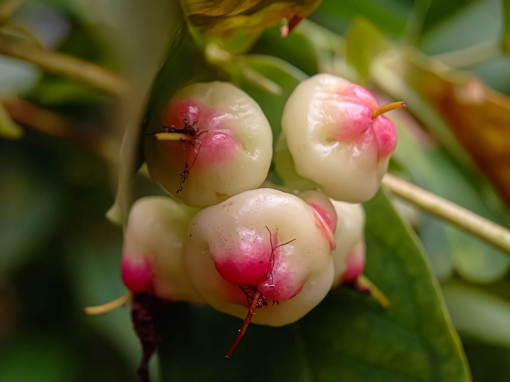 Guava ve Amla: Hangisi daha fazla C vitamini içerir? - 6