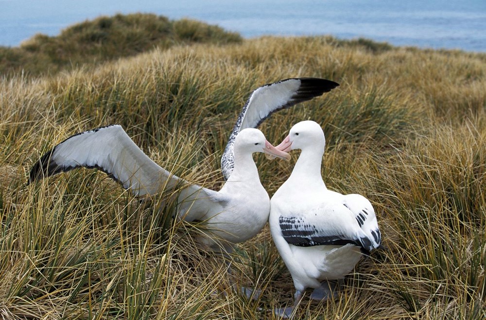 Küresel ısınma dünyanın en sadık canlılarını değiştirdi: Albatroslar arasındaki 'boşanma'lar arttı - 7
