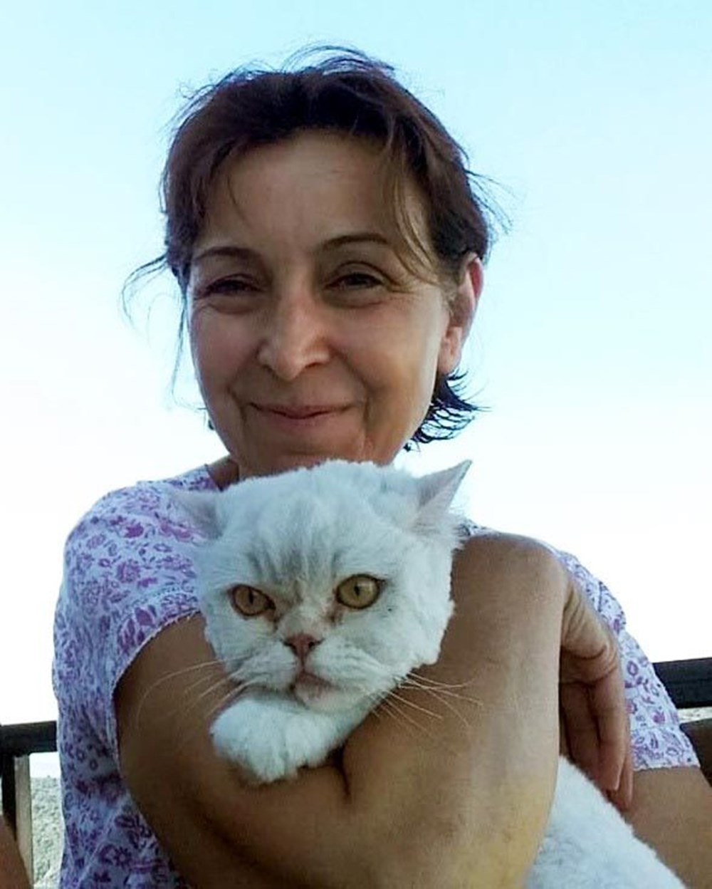 Kayıp kedi minibüsün kaportasından çıktı NTV