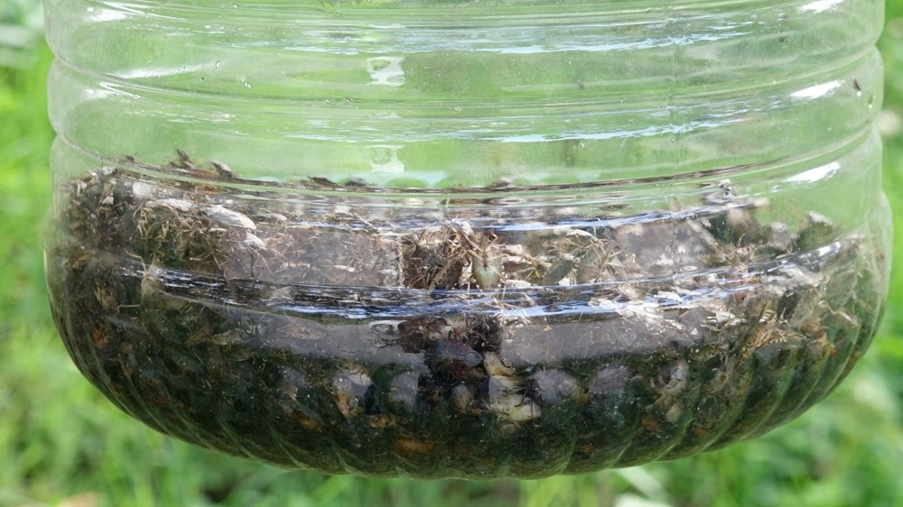 Trabzon'da kahverengi kokarca böceği istilası | Uzmanlar uyardı: Sakın elinizi sürmeyin - 3