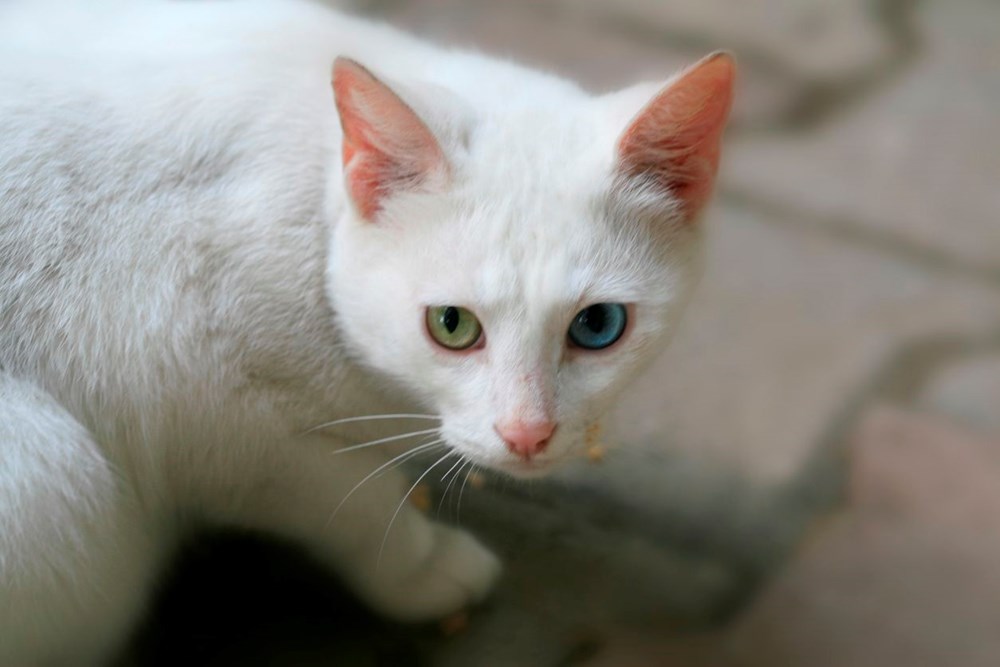 Araştırma: Bütün kedi ırkları içerisinde en saldırganı Vankedisi - 6