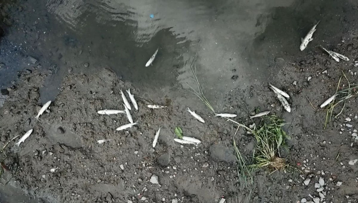 Alibeyköy Deresi'nde balık ölümleri