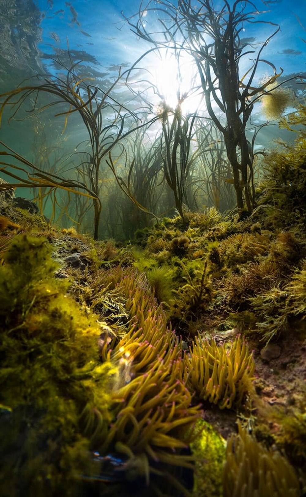 2023 yılının en iyi su altı fotoğrafları seçildi (2023  Underwater Photography Of The Year) - 6