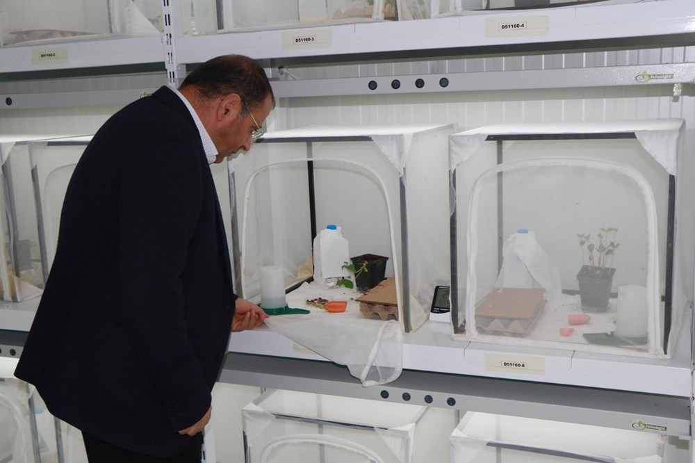 İstilacı 'kokarca'ya karşı 30 bin samuray arı yetiştiriliyor - 5
