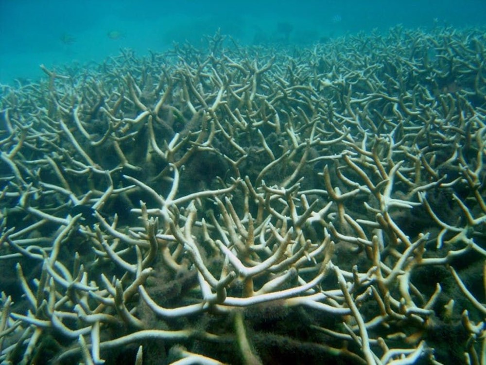 Bilim insanlarından felaket uyarısı: Yüzyılın sonunda okyanusların yüzde 95'i yaşama elverişli olmayacak - 9