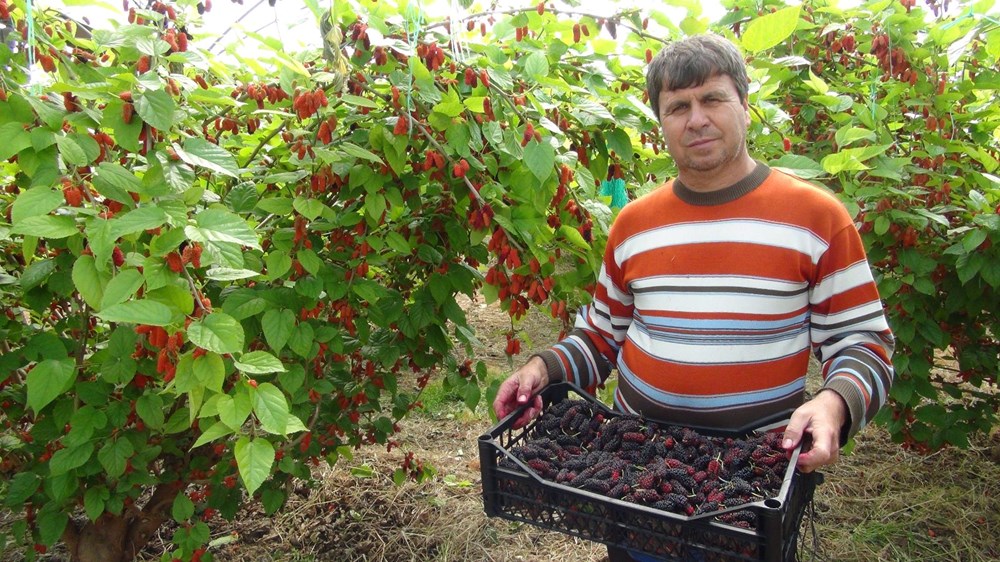 Bahçeden Sofraya Lüks Lezzet: Mersin’in 100 Liralık İhracat Yıldızı 77 ROItGcoqdUGXIXeTDSXPLQ