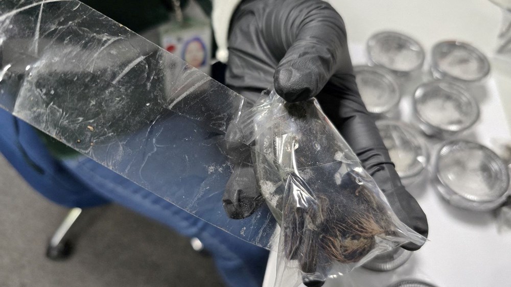Havalimanında tarantula operasyonu: Üzerinde yüzlerce egzotik hayvanla yakalandı - 5