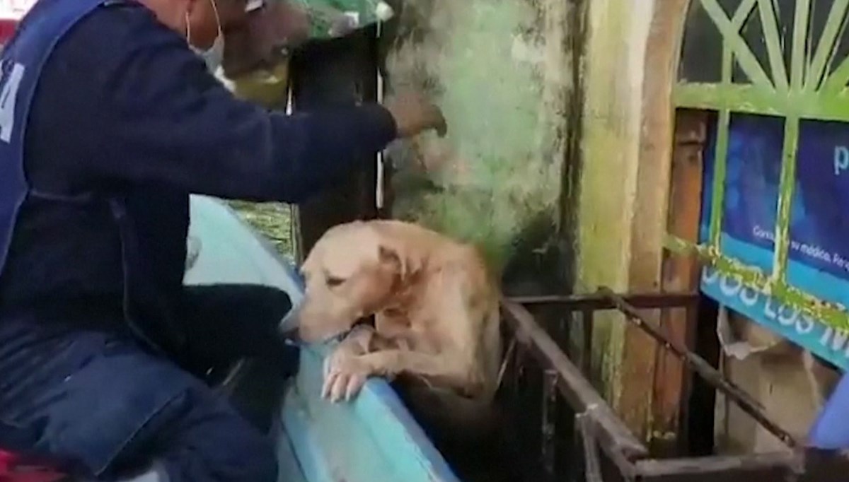 Meksika donanması köpeği selden kurtardı