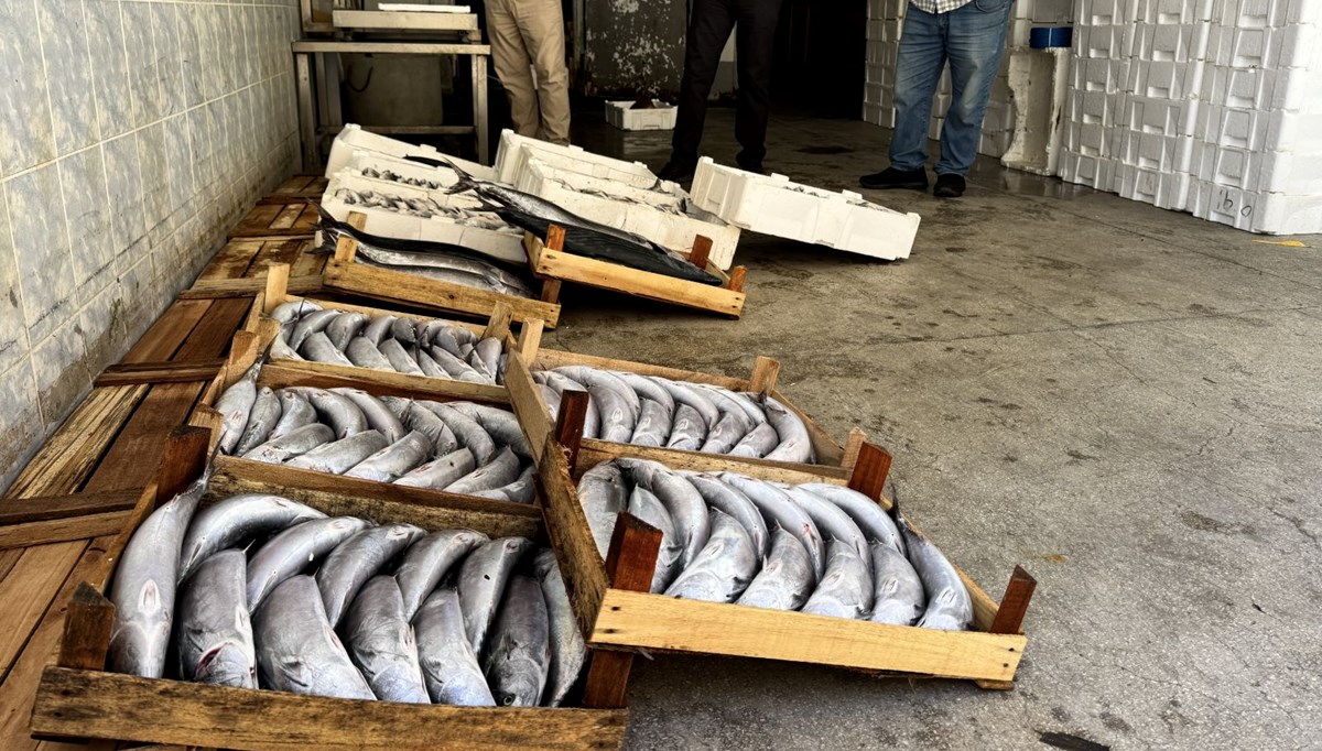 Palamut fiyatı 3 katına çıktı: 450 liradan satılıyor Palamut fiyatı 3 katına çıktı: 450 liradan satılıyor