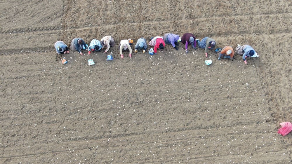 35 yıldır sarımsak tarlasında çalışıyor: "Düğüne gider gibi sarımsak tarlasına geliyorum" - 7