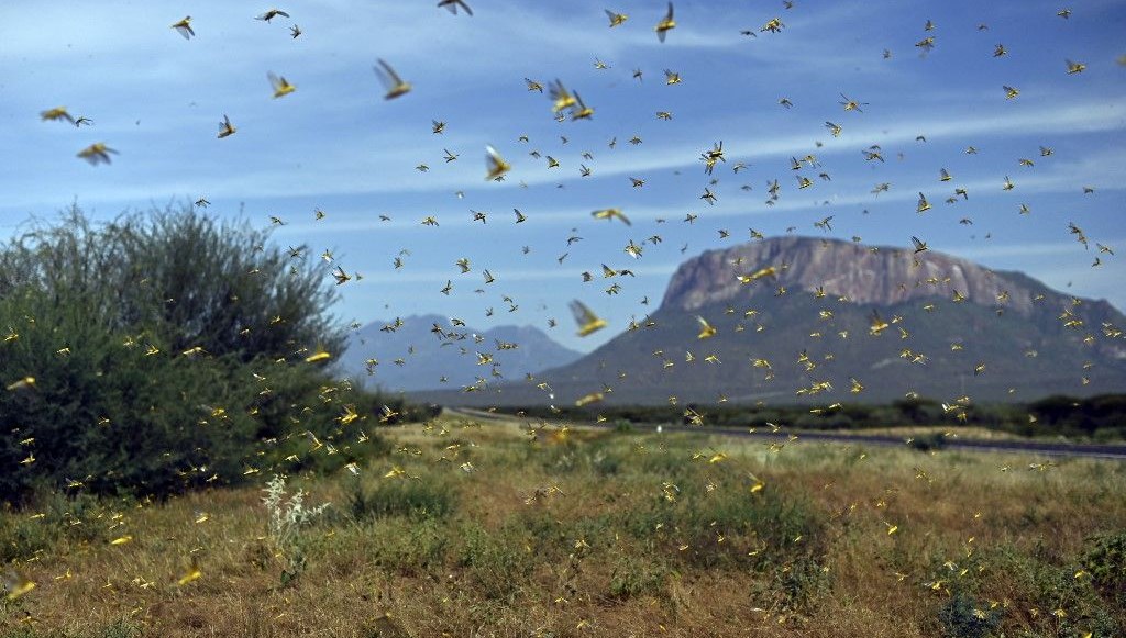 Çekirge istilası uyarısı: 20 kat daha büyük