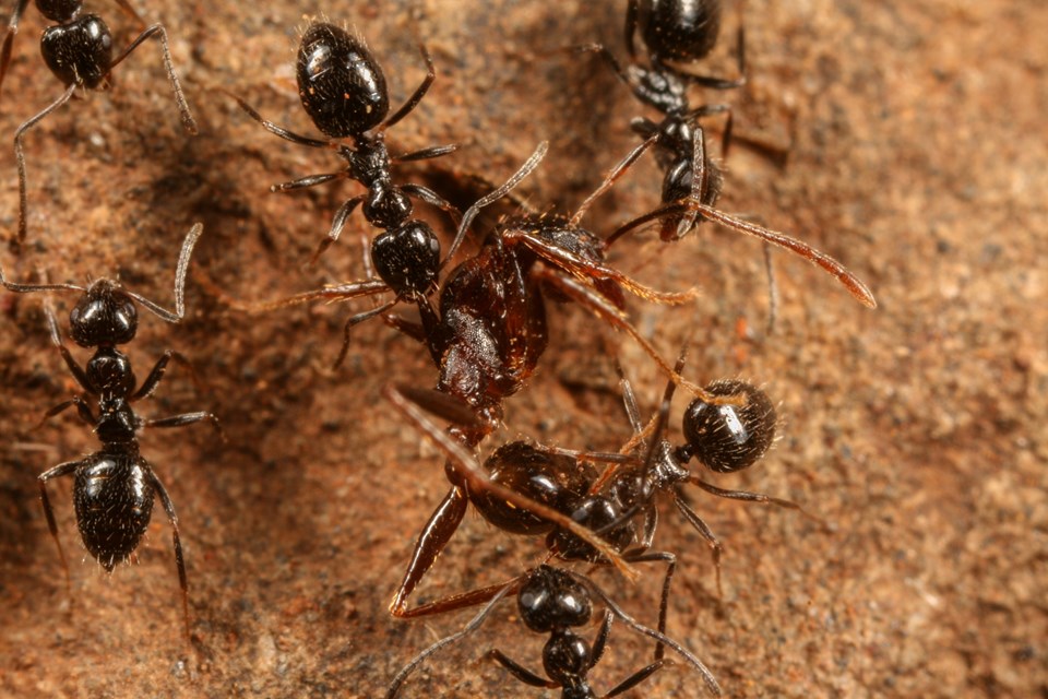 "Küresel istila potansiyeli" taşıyan karınca türü keşfedildi - 1